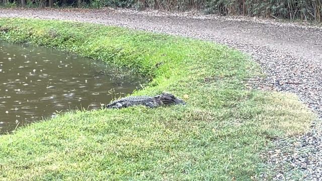 Louisiana Alligator at Jungle Gardens on Avery Island смотреть онлайн