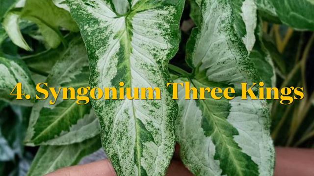 Syngonium Collection #syngonium #lava, #three kings #lava #aurea #pink #gold Allusion смотреть онлайн