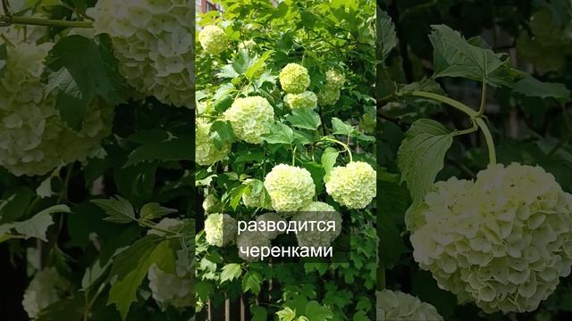 Калина Бульденеж смотреть онлайн
