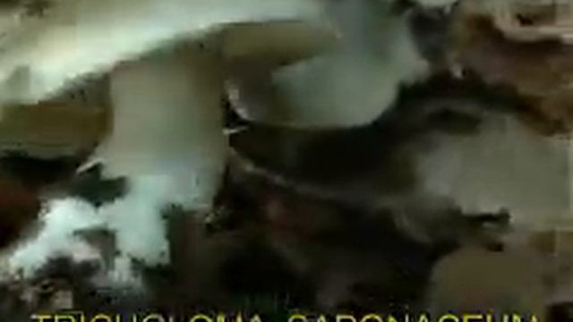 tricholoma_saponaceum.mpeg смотреть онлайн