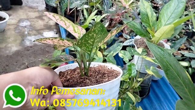 SERBA 10.000❗ PROMO SPECIAL AGLONEMA MURAH & ANTHURIUM JEMANI JUMBO смотреть онлайн
