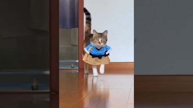 Коты в костюмах. Просто коты в костюмах. смотреть онлайн