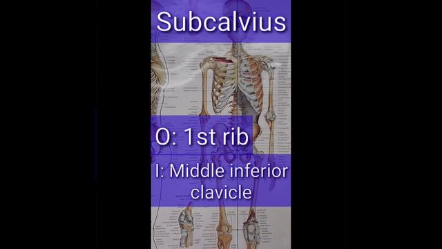 ATC: Subclavius
