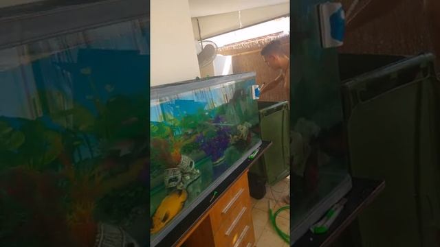 Аквариум 2 метра установка. Рыбы пако 35-40 см смотреть онлайн