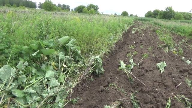Трактор устал,лёг отдохнуть .Вспашка огорода в деревне 2020. смотреть онлайн