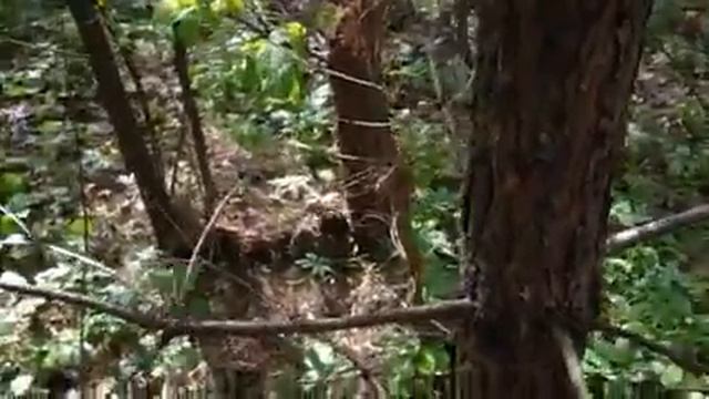 Зайчонок. смотреть онлайн