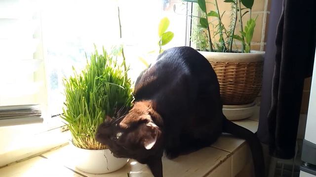 ПОЧЕМУ КОШКИ ЕДЯТ ТРАВУ ОРИЕНТАЛЬНАЯ КОШКА смотреть онлайн