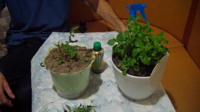 Петунии в горшках. Хранение дома зимой. смотреть онлайн