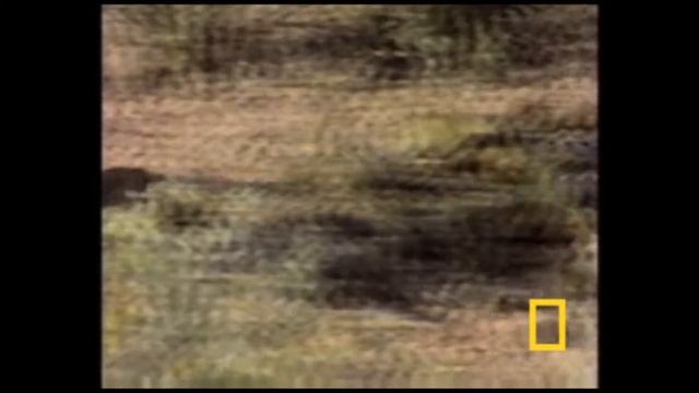 Пустынный канюк смотреть онлайн