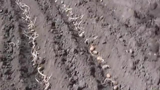 MTZ 05  посадка картошки окучниками 1 .MPEG