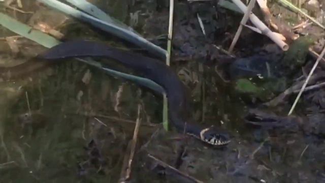 Домашняя рыбалка 02.08.2022г смотреть онлайн