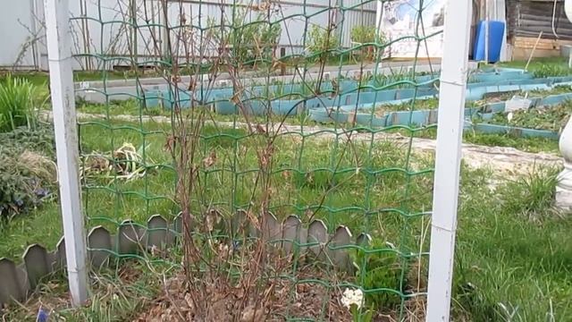 Клематисы зимовали на опоре.Что получилось. ВЫВОДЫ. смотреть онлайн