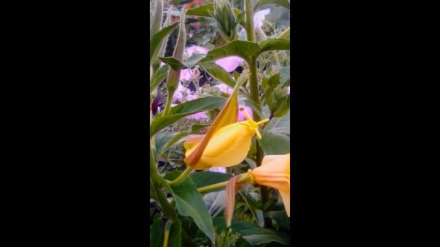 Энотера Ночная свеча смотреть онлайн