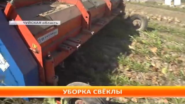 Чуйской области приступили к уборке сахарной свёклы смотреть онлайн