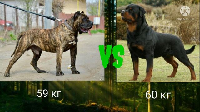 канарский дог vs ротвейлер смотреть онлайн