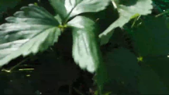 СОРТ КЛУБНИКИ (ЗЕМЛЯНИКИ) ОСТАРА , ОПИСАНИЕ СОРТА смотреть онлайн