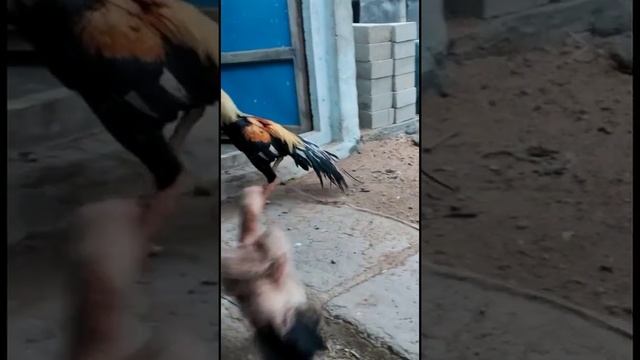 Short parrot beak java long tail Asil Collection 001238 смотреть онлайн