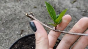 РАЗДЕЛИЛА МЕТЕЛЬЧАТУЮ ГОРТЕНЗИЮ НА ТРИ ЧАСТИ