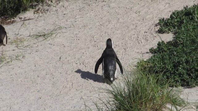 Boulders penguins, part 1 // Пингвины. Часть 1 смотреть онлайн