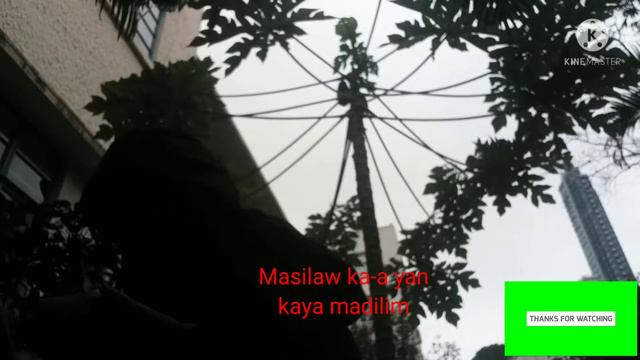 Harvest Papaya#mydailyroutine# смотреть онлайн
