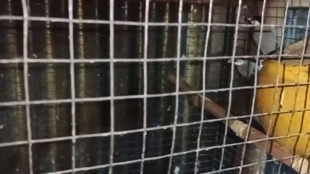 All over my colony update||#java breeding||#pigeon breeding||#budgise progress|| смотреть онлайн