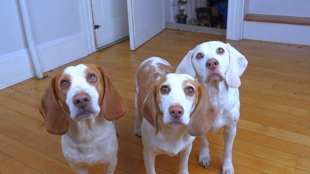 Dogs Surprised with Screaming Chicken Invasion! Funny Dogs Maymo, Indie & Potpie смотреть онлайн