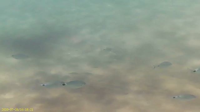 Средиземное море Царство дорады ,подводные виды Испания смотреть онлайн