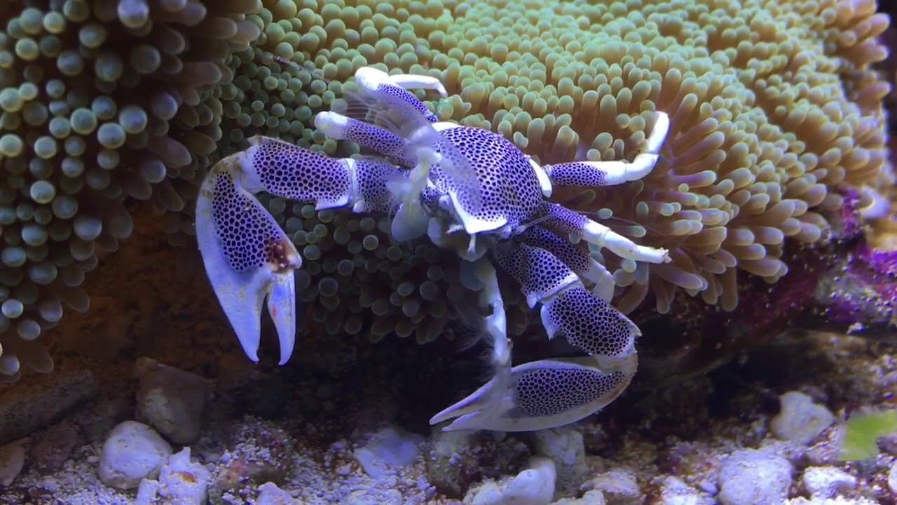 #Краб анемоновый пятнистый смотреть онлайн