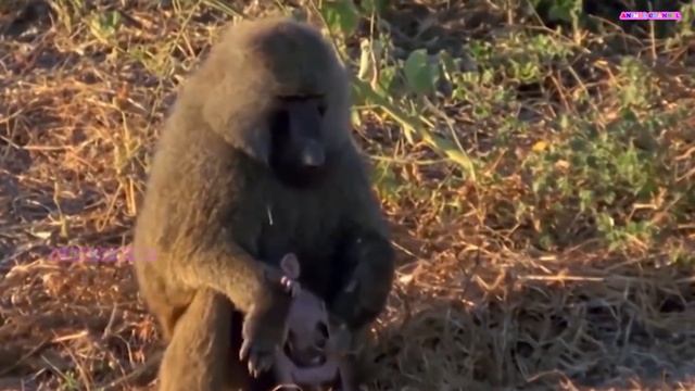 Crocodile ambushes giant python and unexpected ending смотреть онлайн