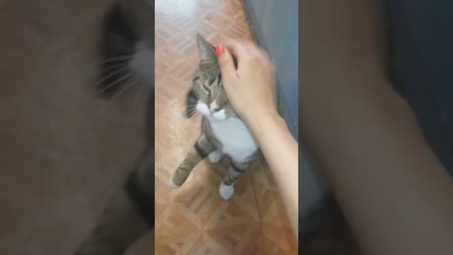 Кот дает лапу смотреть онлайн