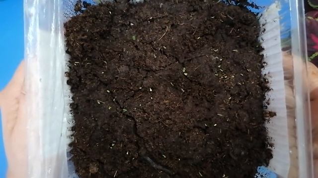 Всходы мелиссы посеянной семенами. смотреть онлайн