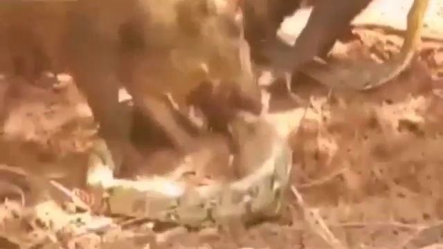 Свиньи разорвали питона из мести за детеныша видео смотреть онлайн
