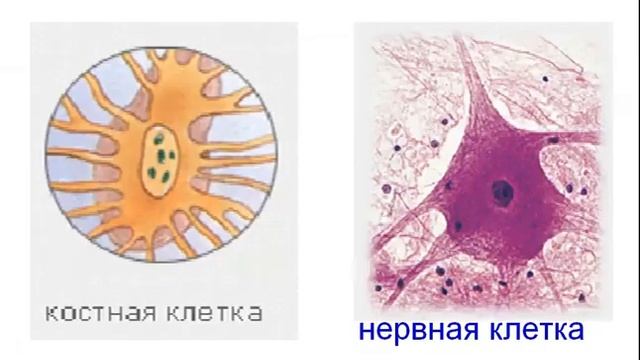 строение клетки смотреть онлайн