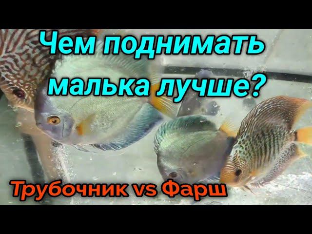 Кормим Дискусов. Трубочник или фарш итоги эксперимента? смотреть онлайн