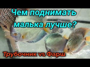 Кормим Дискусов. Трубочник или фарш итоги эксперимента?