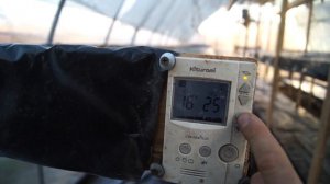 полный обзор теплицы для выгонки тюльпанов