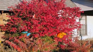 Бересклет европейский (euonymus europaeus) ? бересклет обзор: как сажать саженцы бересклета