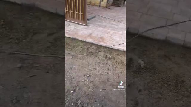 Укладка тротуарной плитки. ( брусчатки ) система водо отведения. Двор до и после. смотреть онлайн