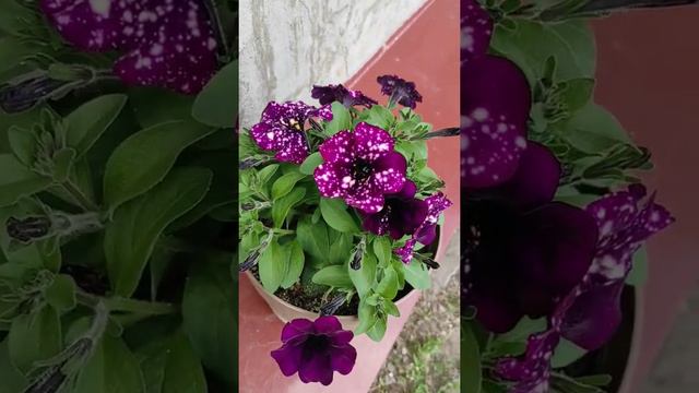 Петуния через месяц после высадки
