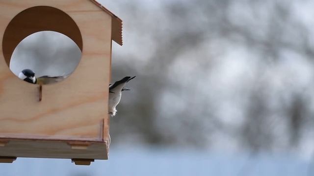 Птицы кормушки в замедлении смотреть онлайн