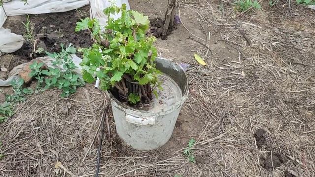 Результат закалки и посадка черенков винограда. смотреть онлайн