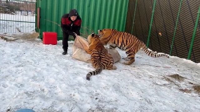 Тиграм исполнился Год!!!Уже совсем взрослые !) смотреть онлайн