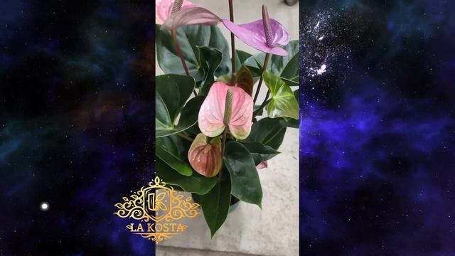 Антуриум Андреанум Кавалли смотреть онлайн