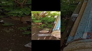 котенок котейка котэ котан котанутые киса киска