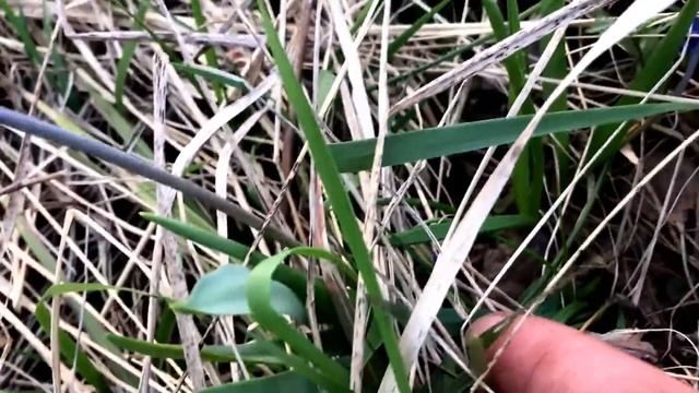 30.04.2017 Москва! Шашлыки природа цветы и грибы! https:vk.comgribniki_russia