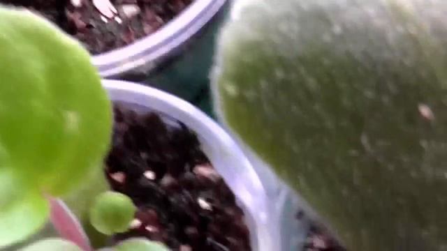 Размножение фиалки черенками.(часть 3) смотреть онлайн