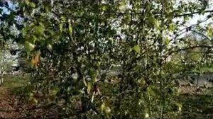 Черемуха. Народные приметы.Почему нельзя рубить черемуху