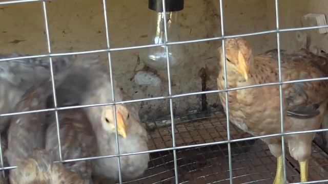 Цыплята Ленинградской золотисто–серой породы смотреть онлайн