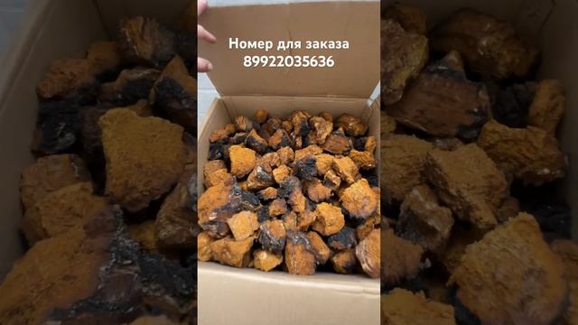Чага Сухая#Чага#Чага Березовая# Свежая Заготовка Чаги# Чага от Гастрита#Чага Для Имунетета # смотреть онлайн