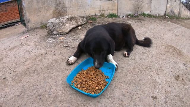 Stray Dog almost Fainted When this Lady Touch her смотреть онлайн